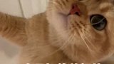 猫咪的报复心能有多强