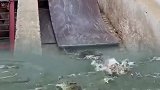 啥家庭条件，大肥猪喂鳄鱼