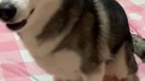 狗狗： 你怎么这么不上道呢