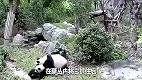 熊猫妈妈带宝宝泡澡，结果自己睡着了，熊猫-这是亲妈吗？