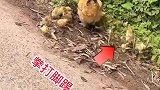 小鸡仔活下来太不容易了