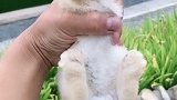 一点也不可爱，吱吱叫