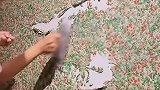 这是饺子馅吗，太浪费了