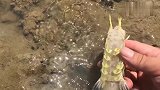 烈日下的各种海货都受不了，全部都乱了阵脚，抓海鲜就像捡漏一样