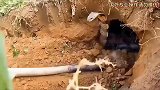 两小伙上山寻找药材，不料遇到眼镜蛇的老窝，吓得腿都软了