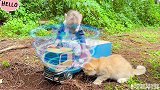 小猴子比比会魔法，清理路障开车载着小猫去逛街