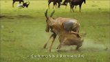 鬣狗对阵500斤野牛，使出“贱招”放倒野牛，野牛惨被分食！