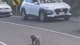 澳大利亚：一只考拉街头散步，司机纷纷停车等待