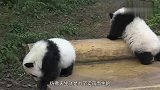 小女孩不慎掉入熊猫园，千钧一发之际，大熊猫的举动笑翻众人！