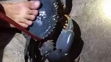 第一次看见这么大的螃蟹，还是蓝色的，长见识了