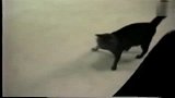 猫狗打架 猫竟然使计把狗收拾了