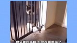 在自己家就是怎么舒服怎么来，狗都不例外