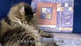 猫喜欢生肉还是鱼肉吗，铲屎官亲自测试，结果出乎意料