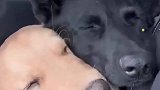 陪伴岁月长，犬影共成双