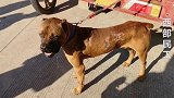 农村狗集偶见卡斯罗犬，长相奇特凶恶听主人话，想吃鸡却挨训