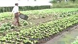 中国将农业天赋传授给非洲人 黄瓜最受欢迎 辣椒当水果吃