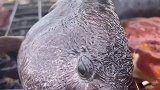 海里竟然捞上一条奇怪的鱼