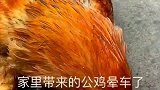 我们家大公鸡坐车来城里，谁知道还晕车了，现在一直不敢抬头