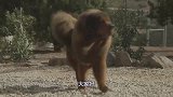 美国恶霸犬不服中国藏獒，拼尽全力殊死搏斗，镜头记录激烈过程
