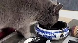 猫咪，我要做个满腹墨水的猫