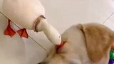 鸭子趁狗子睡觉的时候偷袭狗子
