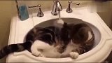 猫咪手欠，自己打开了水龙头，结果悲剧了