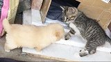 猫咪 -我就摸你一下，请不要凶我，我怕怕