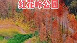 深圳藏着一片落羽杉红了，好美