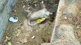 小伙用肥皂水催吐，救一只中毒的流浪狗，催吐后狗狗慢慢清醒
