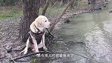 主人要出门买菜，叮嘱狗狗照看孩子，回家后被眼前这幕笑坏了！