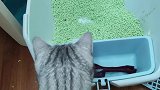 是什么让这只小猫咪埋头于自己的猫砂盆里呢？