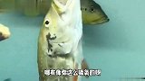 我们家的鱼这是在干嘛，太逗了