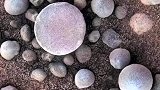 火星上发现蘑菇，被车轮碾压后还能重新长出