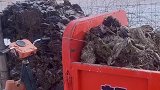 机智牧民把牛粪垒成一堵墙，就地取材，方便整洁