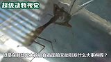 螳螂虽然体型很小，却将蜥蜴打得节节败退，真是不可思议
