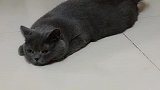 猫咪菠小萝白天没睡好觉