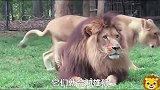 雌狮依赖雄狮，但也会对付不称职不守规矩的雄狮，知道咬死