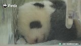 粉丝福利！近距离观察熊猫宝宝