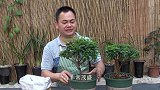 杜鹃花花后给它用上“天然有机肥”，复壮快，很快再开一波花