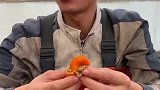 船长吃正经母扇贝