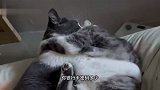 问君能有几多愁，恰似柱子卡猫头
