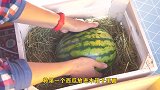 如何能让西瓜长时间不坏？老外教你一招，学到就是赚到