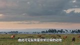 非洲人设陷阱抓鬣狗，竟然用水猛灌洞穴，鬣狗差点淹死