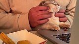 适量喂零食能培养和小猫的感情哟！