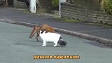 狐狸想捉猫咪当晚餐，猫：我没听错吧！知道我是谁吗