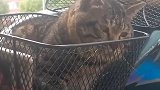 猫：我都坐好了，快开车走了！