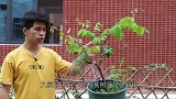 3月初修剪的盆栽杨桃树，生长旺盛了，给大家交个作业