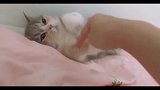 蠢萌猫咪合集，喵：铲屎的快停下！后边有美女！