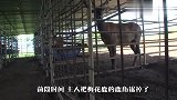 梅花鹿被锯掉鹿角，负气“越狱”出走，这下闹大了