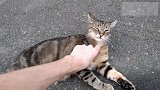 街上遇见了走失三年的家猫，竟然还认识主人，太感动了